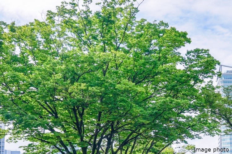 シティテラス川崎鈴木町グランドシーズンズの常緑高木イメージ図